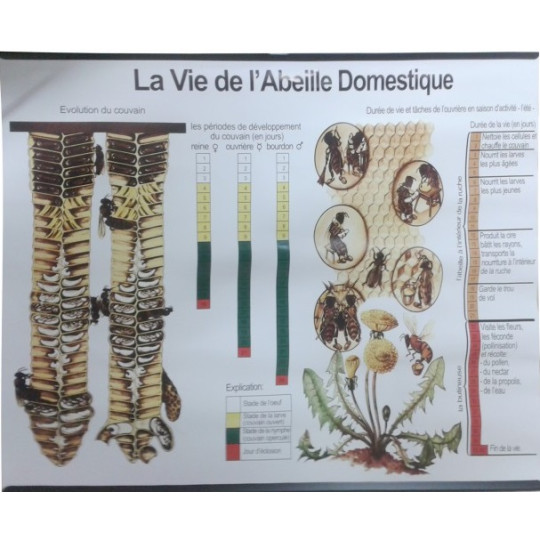 Tableau la vie de l abeille