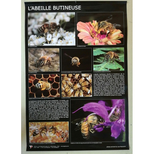 Affiche Abeille butineuse