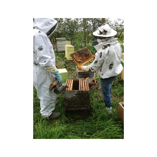 Formation Initiation à l'Apiculture