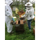 Formation Initiation à l'Apiculture