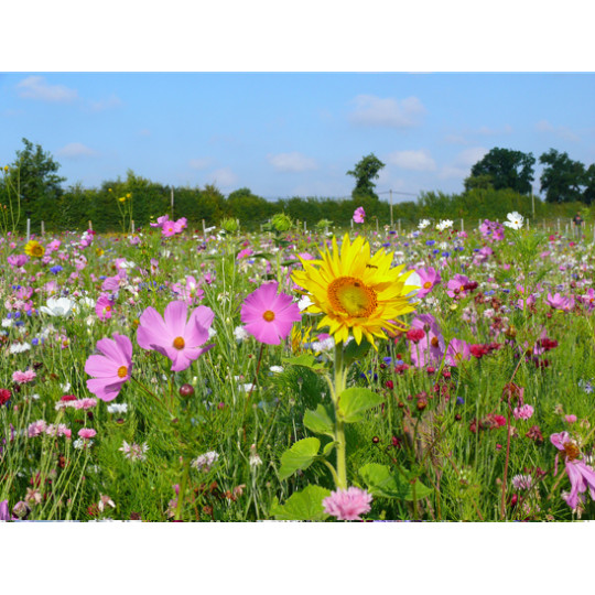 Jachère Fleurie : Abeilles 300 m²