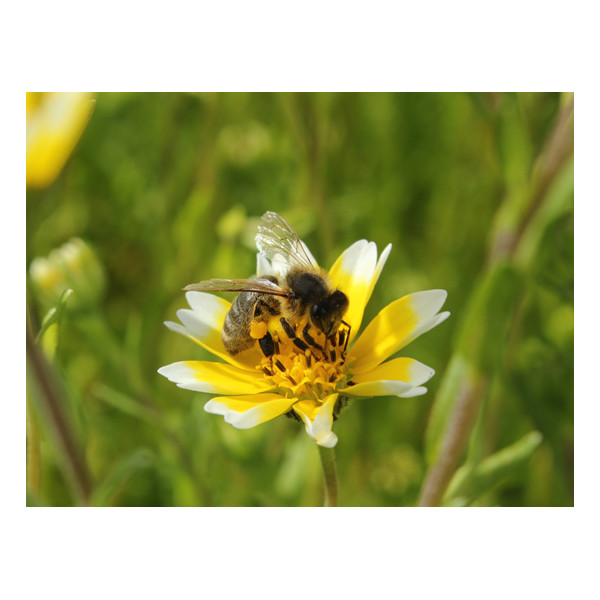 Jachère Fleurie : Abeilles 300 m²