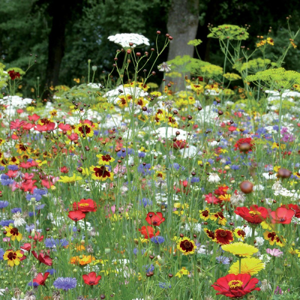 Jachère Fleurie : Coccinelle 30 m²