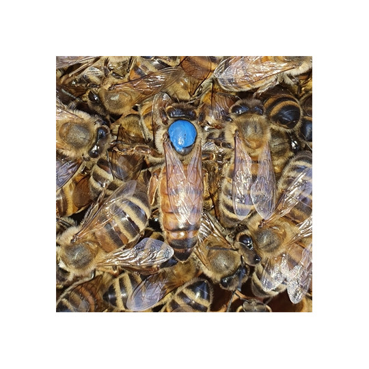 Reine Fécondée d'Abeilles Buckfast - France (Sarthe)