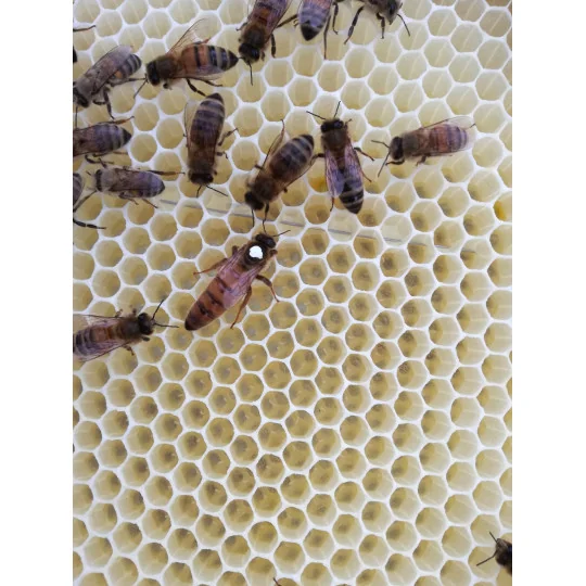 Reine Fécondée d'Abeilles Noires - France (Sarthe)