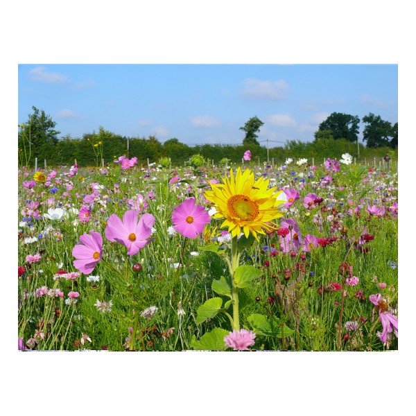 Jachère Fleurie : Abeilles 30 m²