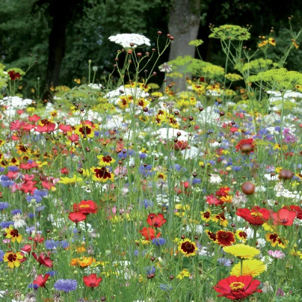 Jachère Fleurie : Coccinelle 7 m²