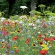 Jachère Fleurie : Coccinelle 7 m²
