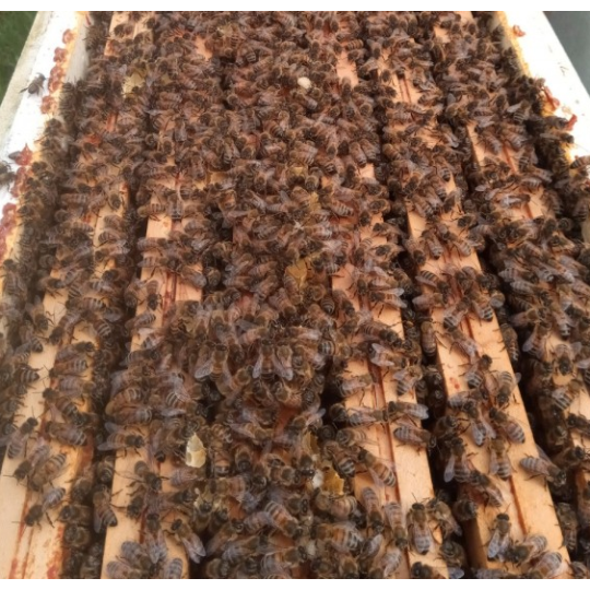 Essaim de l'année Abeille Carnica/Carniolienne