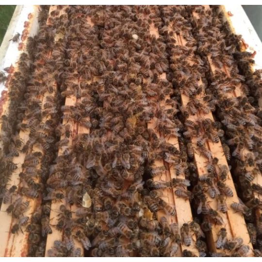 Essaim de l'année Abeille Carnica/Carniolienne