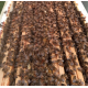 Essaim de l'année Abeille Carnica/Carniolienne