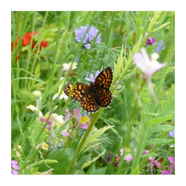 Jachère Fleurie : papillon 7 m²