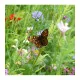 Jachère Fleurie : papillon 7 m²