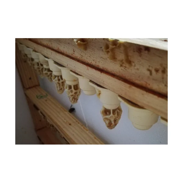 Cellule Royale Reine Noire