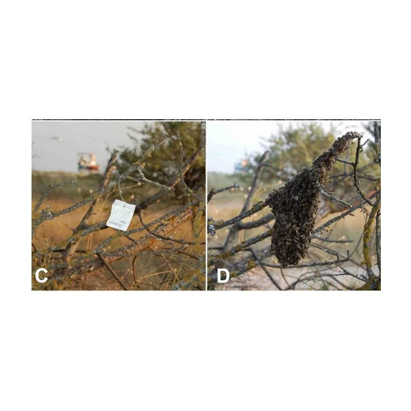  Lingettes SWARM unité- Attractives Essaims