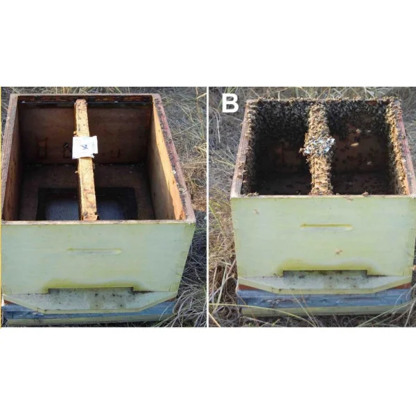  Lingettes SWARM unité- Attractives Essaims