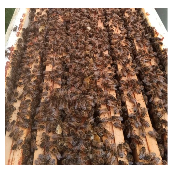 Essaim de l'année Abeille Carnica/Carniolienne