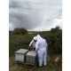 Formation Initiation à l'Apiculture