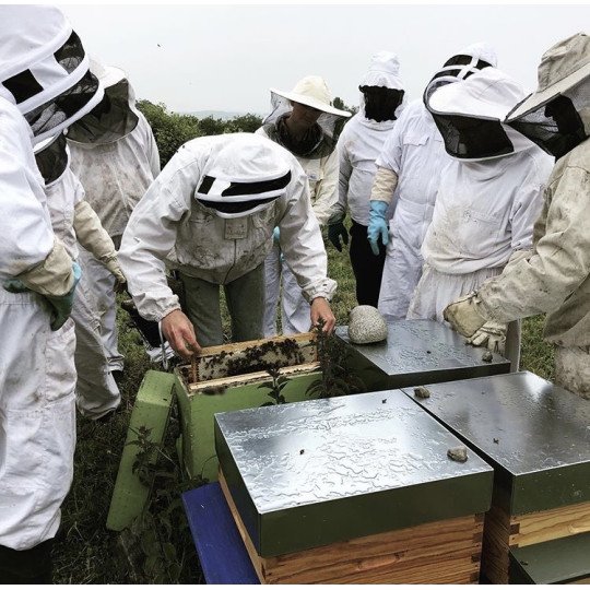 Immersion apiculture 1/2 Journée -Decouverte de l 'Apiculture