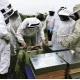 Immersion apiculture 1/2 Journée -Decouverte de l 'Apiculture