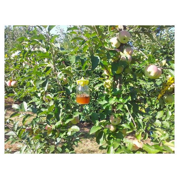 Vaso Trap - Piège pour Pot en Verre - Le Sachet de 2 