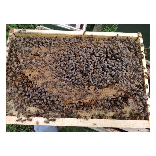 Réservation d'Essaim d'Abeilles Buckfast France (Cadres Dadant) pour votre Ruche