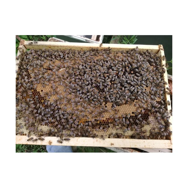 Réservation d'Essaim d'Abeilles Buckfast France (Cadres Dadant) pour votre Ruche