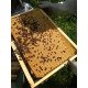 Réservation d'Essaim d'Abeilles Buckfast France (Cadres Dadant) pour votre Ruche