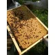 Réservation d'Essaim d'Abeilles Buckfast France (Cadres Dadant) pour votre Ruche