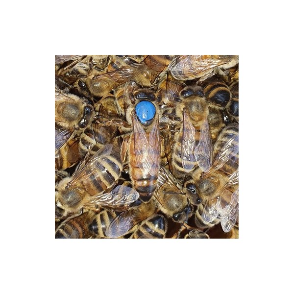 Reine Fécondée d'Abeilles Buckfast - France (Sarthe)