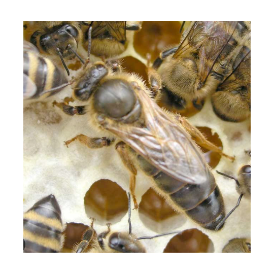 Reine Fécondée Carnica