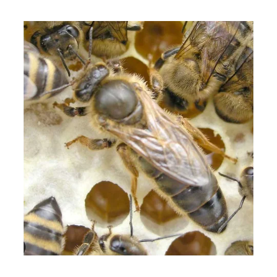 Reine Fécondée Carnica