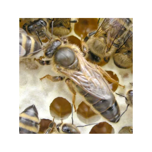 Reine Fécondée Carnica