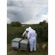 Formation Initiation à l'Apiculture