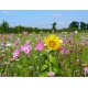 Jachère Fleurie : Abeilles 30 m²