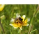 Jachère Fleurie : Abeilles 30 m²