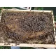 Réservation d'Essaim d'Abeilles Buckfast France (Cadres Dadant) pour votre Ruche